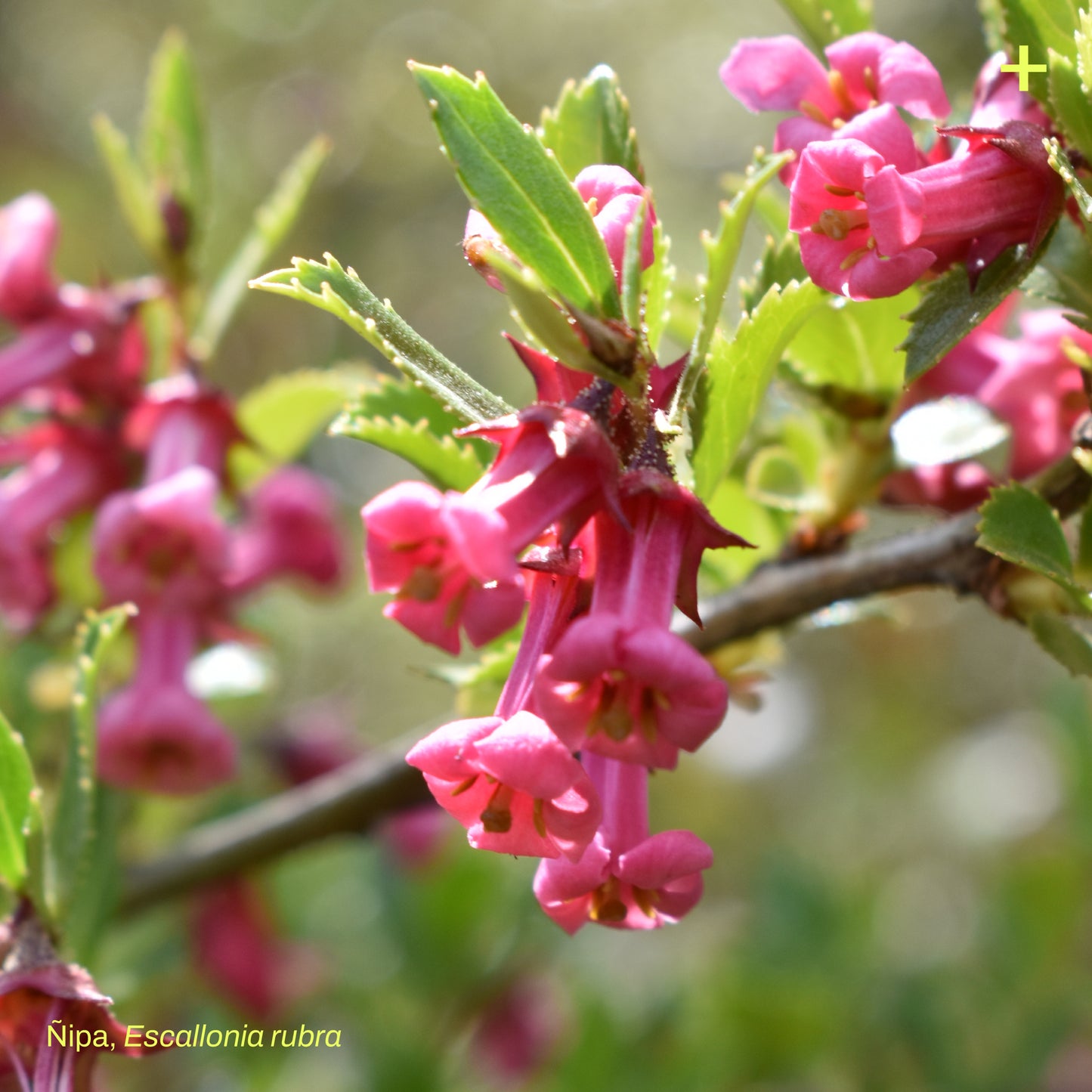 Pack Cerco Vivo Siempreverde