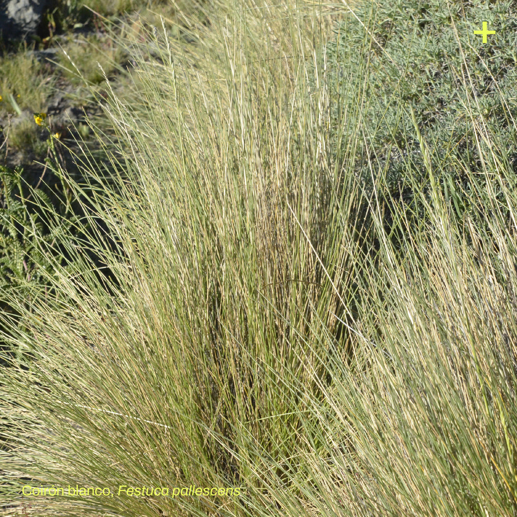 Pack Matorral de Estepa