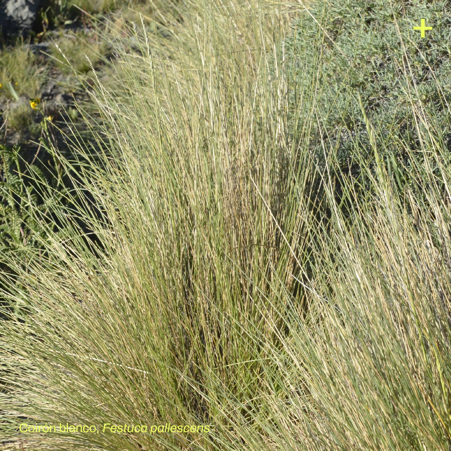 Sticker Flora Nativa — Coirón Blanco