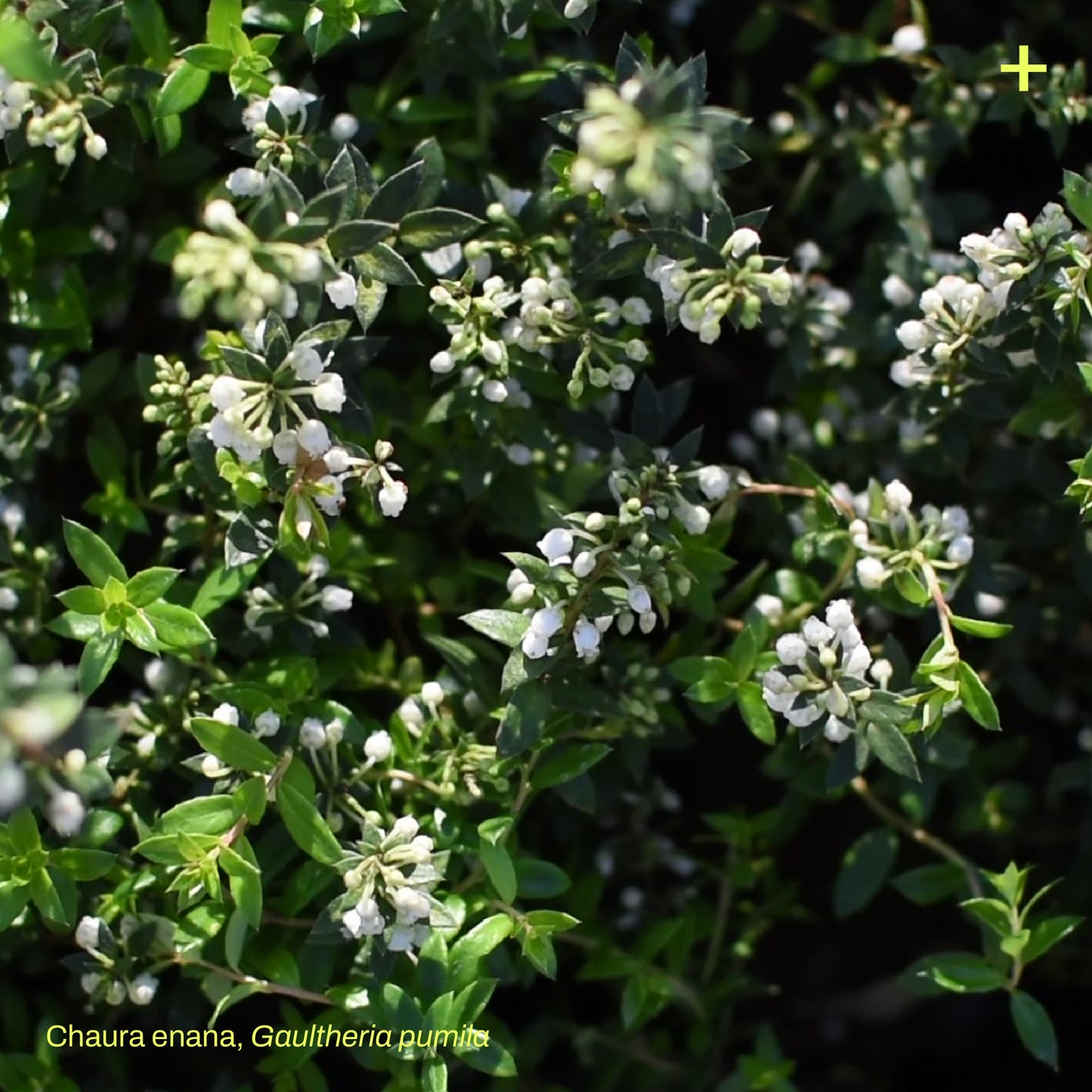 Pack Jardín de Lluvia