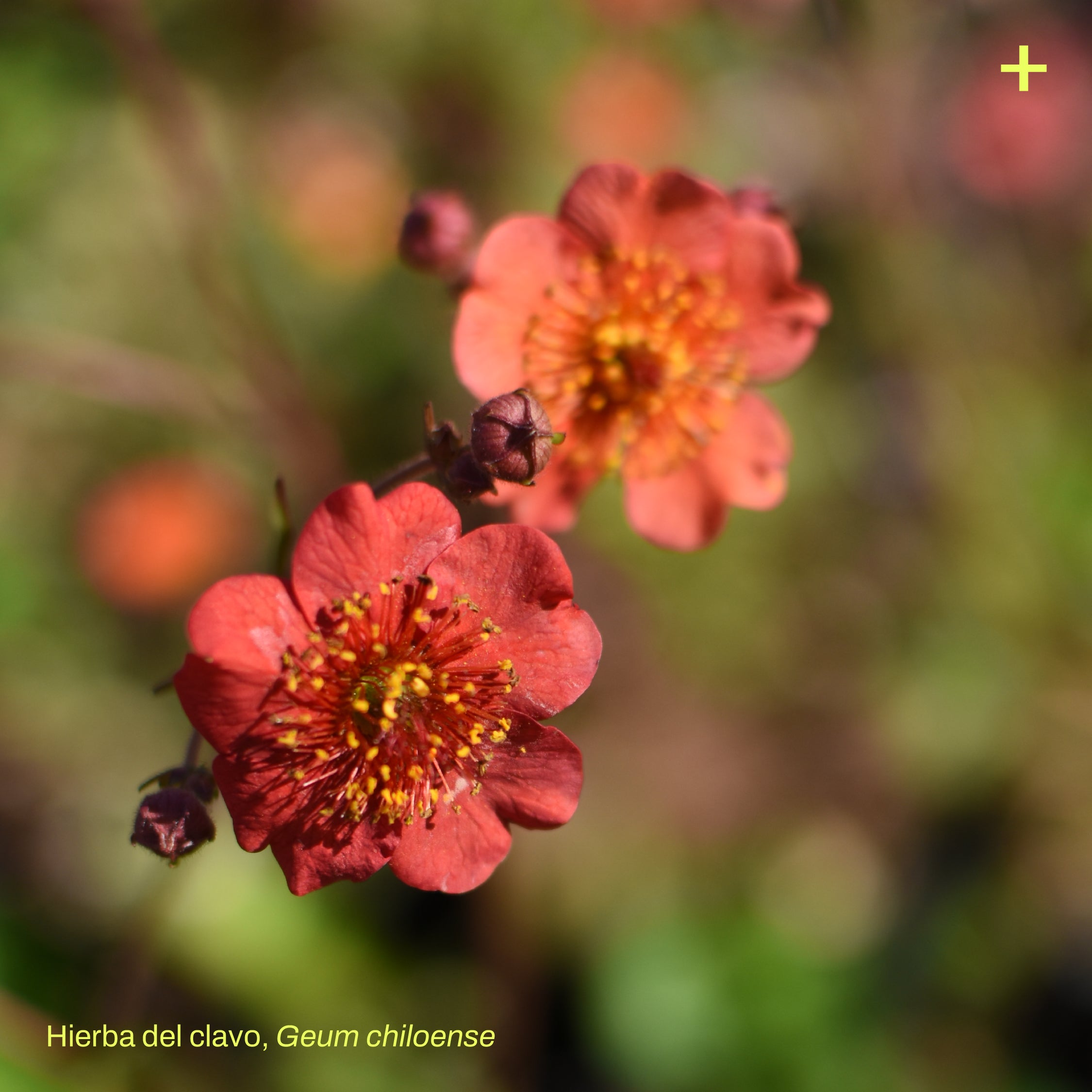 Pack Jardín de Lluvia