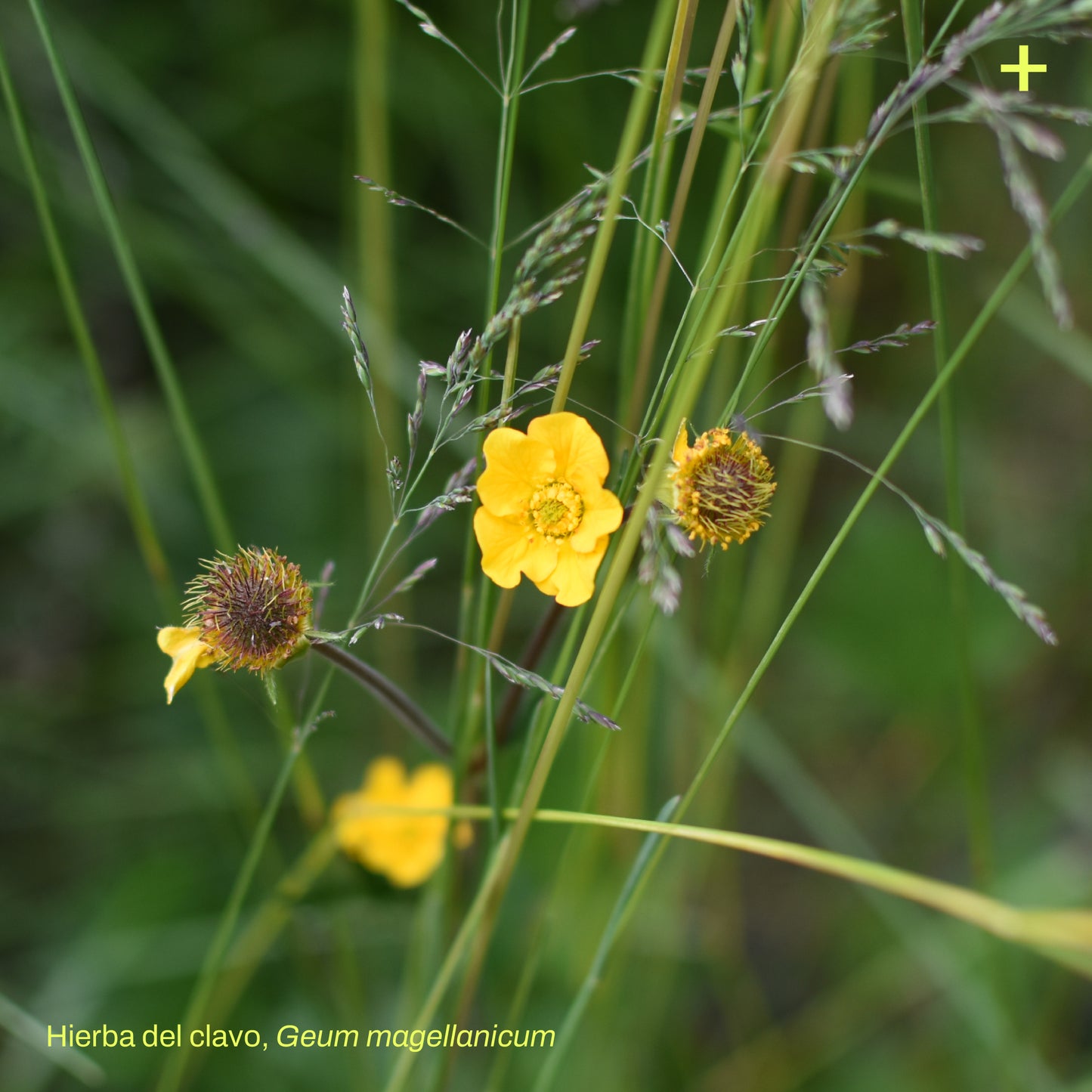 Pack Banda Floral de Estepa