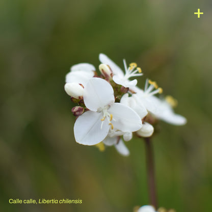 Pack Jardín de Lluvia