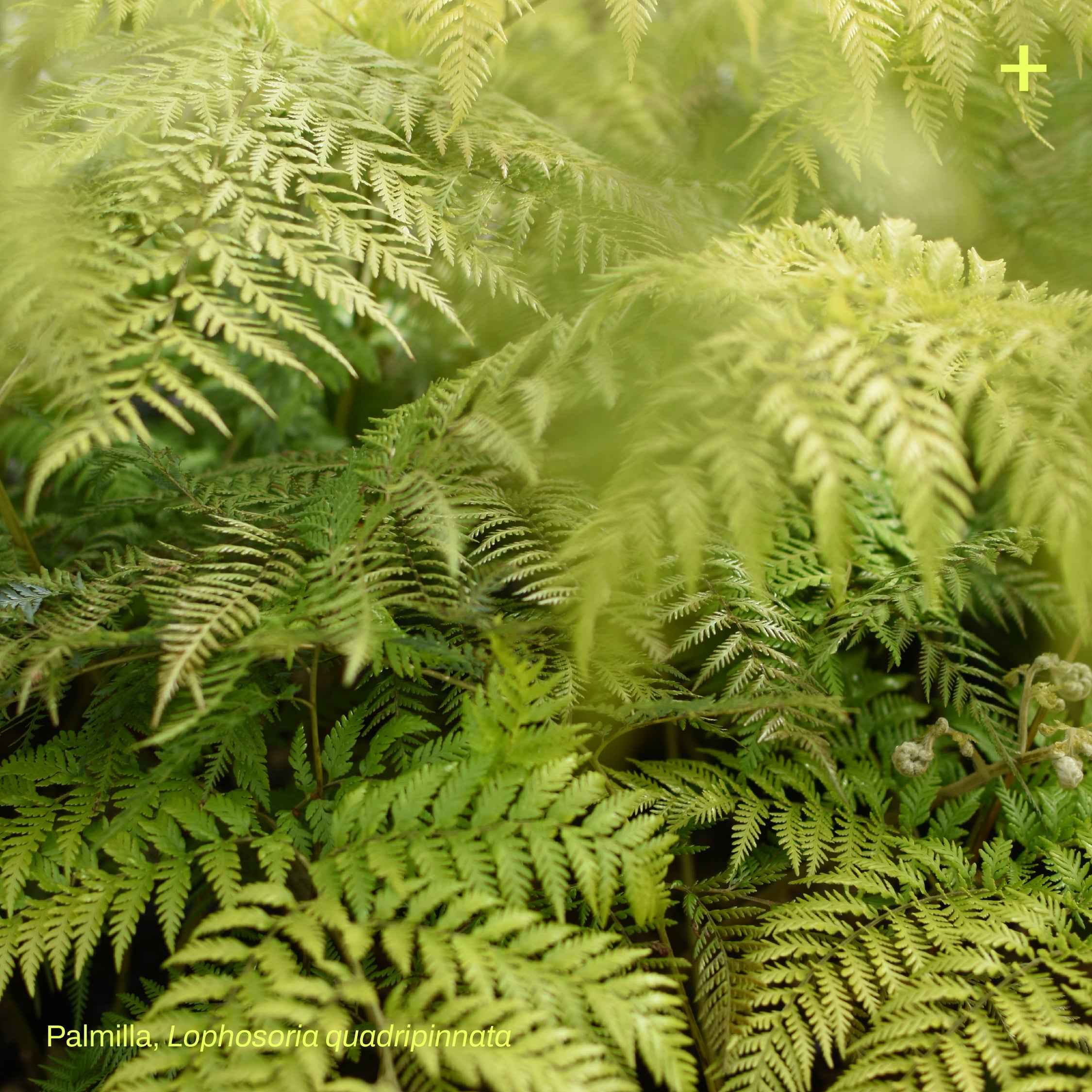 Pack Dehesa Siempreverde