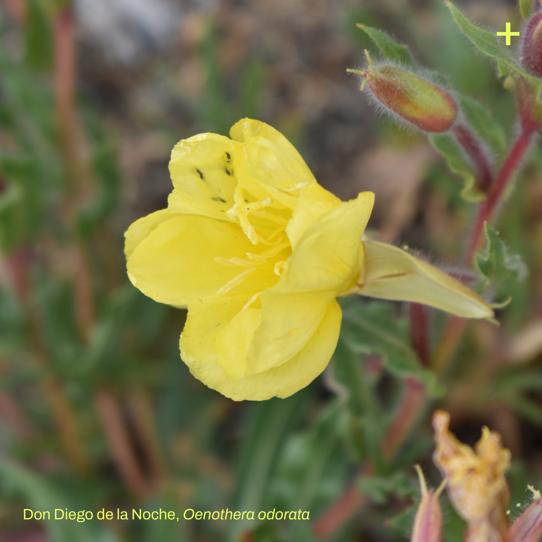 Pack Matorral de Estepa