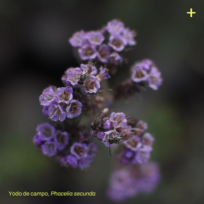 Pack Jardín Medicinal