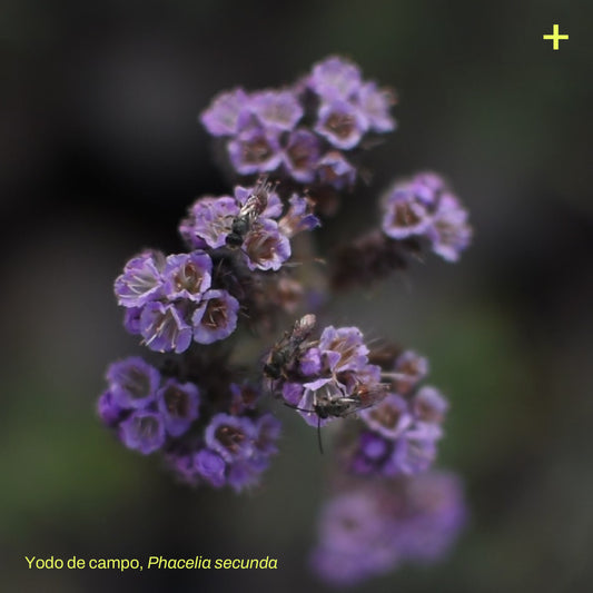 Sticker Flora Nativa — Yodo de Campo