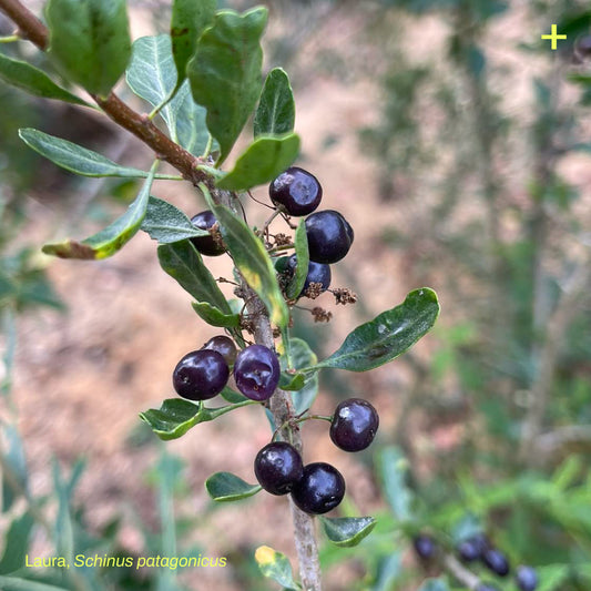 Sticker Flora Nativa — Laura