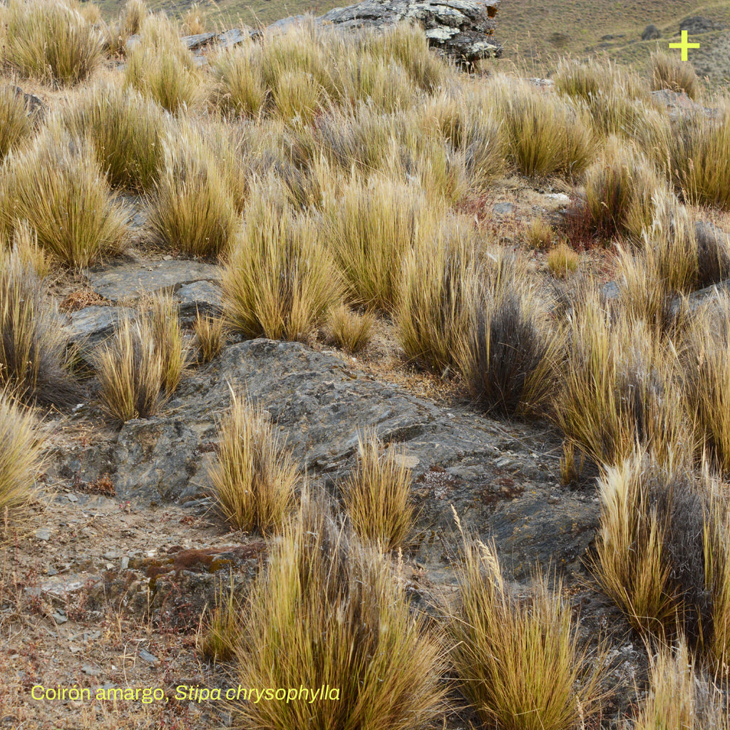 Pack Pradera de Estepa