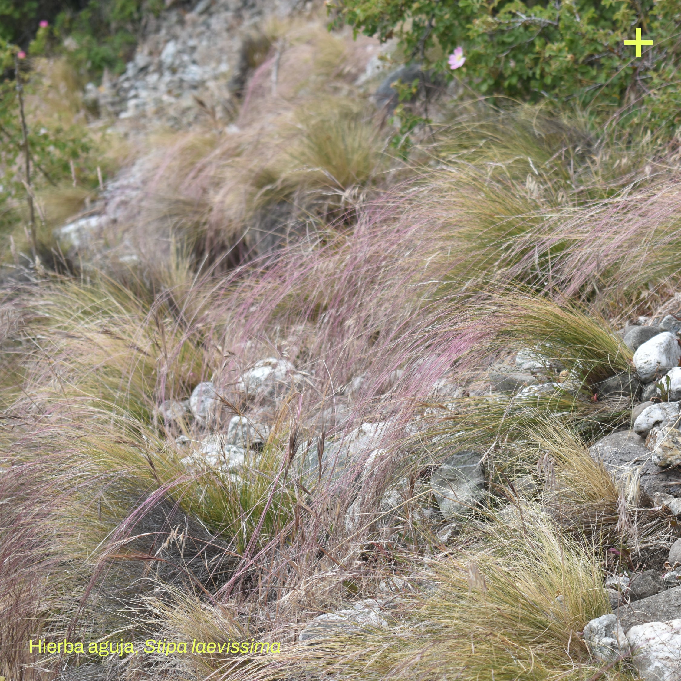 Pack Matorral de Estepa