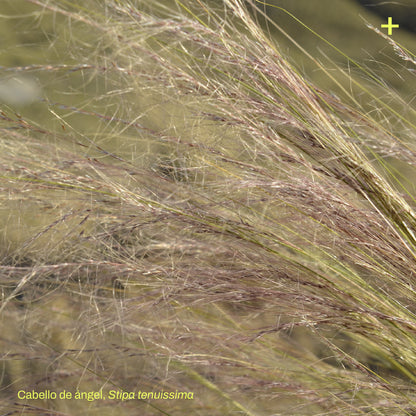 Pack Banda Floral de Estepa