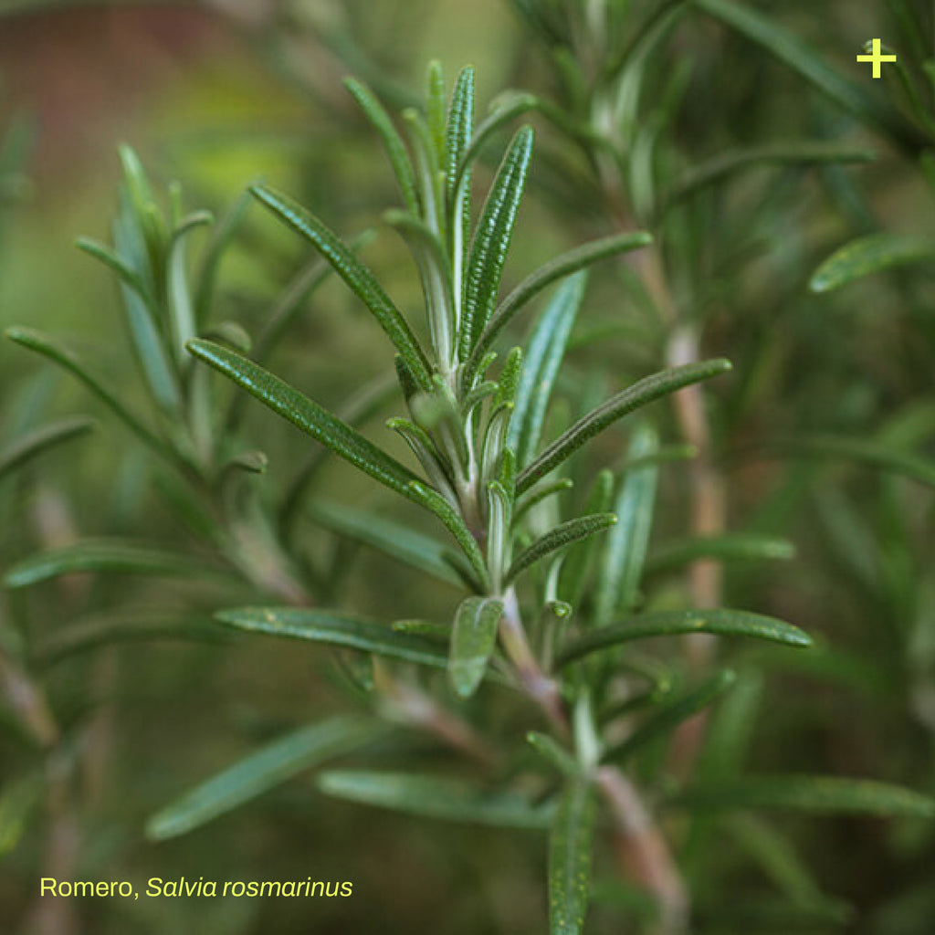 Pack Jardín Medicinal