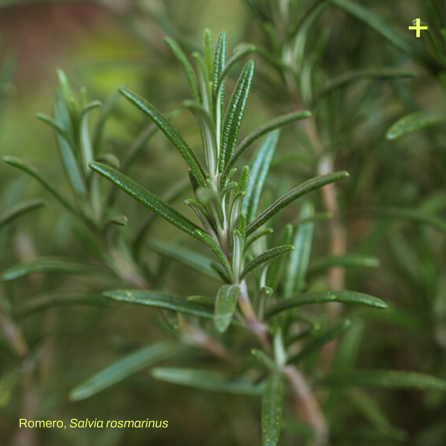 Pack Jardín Medicinal
