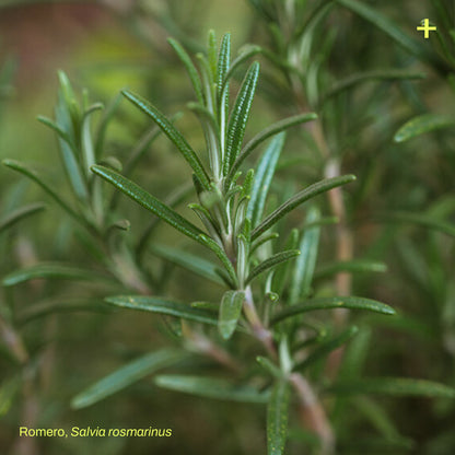 Pack Jardín Medicinal