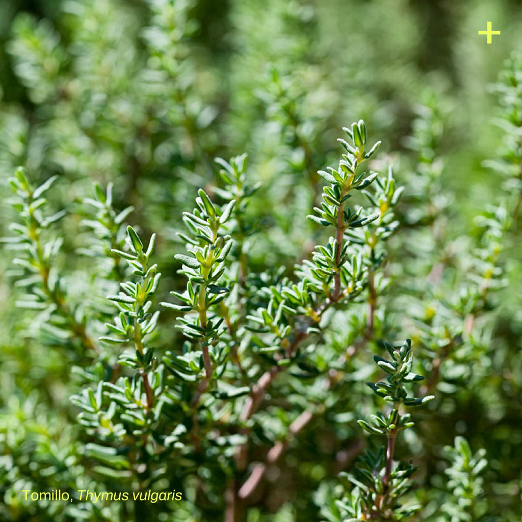 Pack Jardín Medicinal