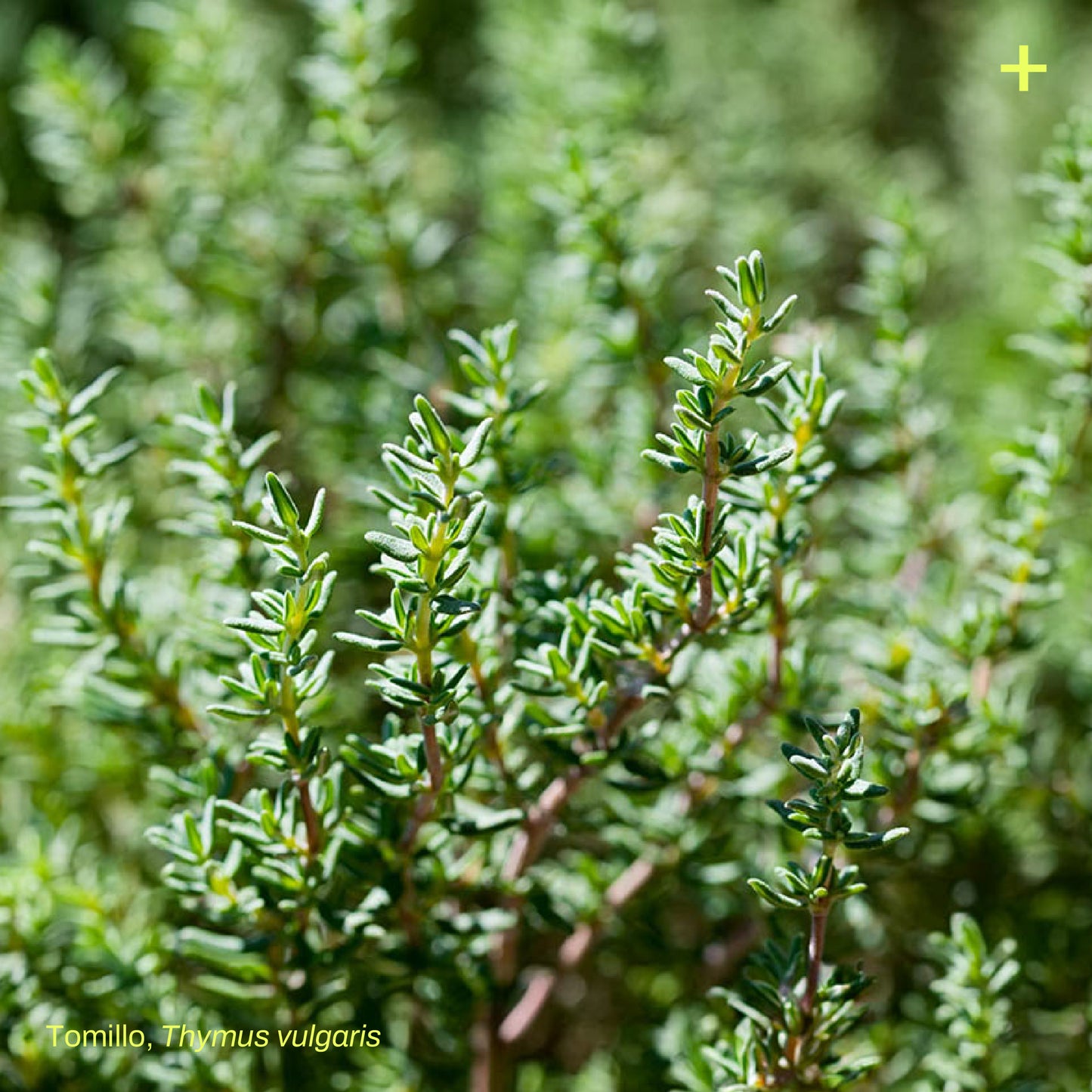 Pack Jardín Medicinal