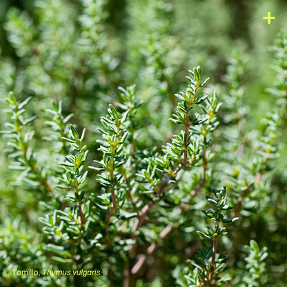 Pack Jardín Medicinal