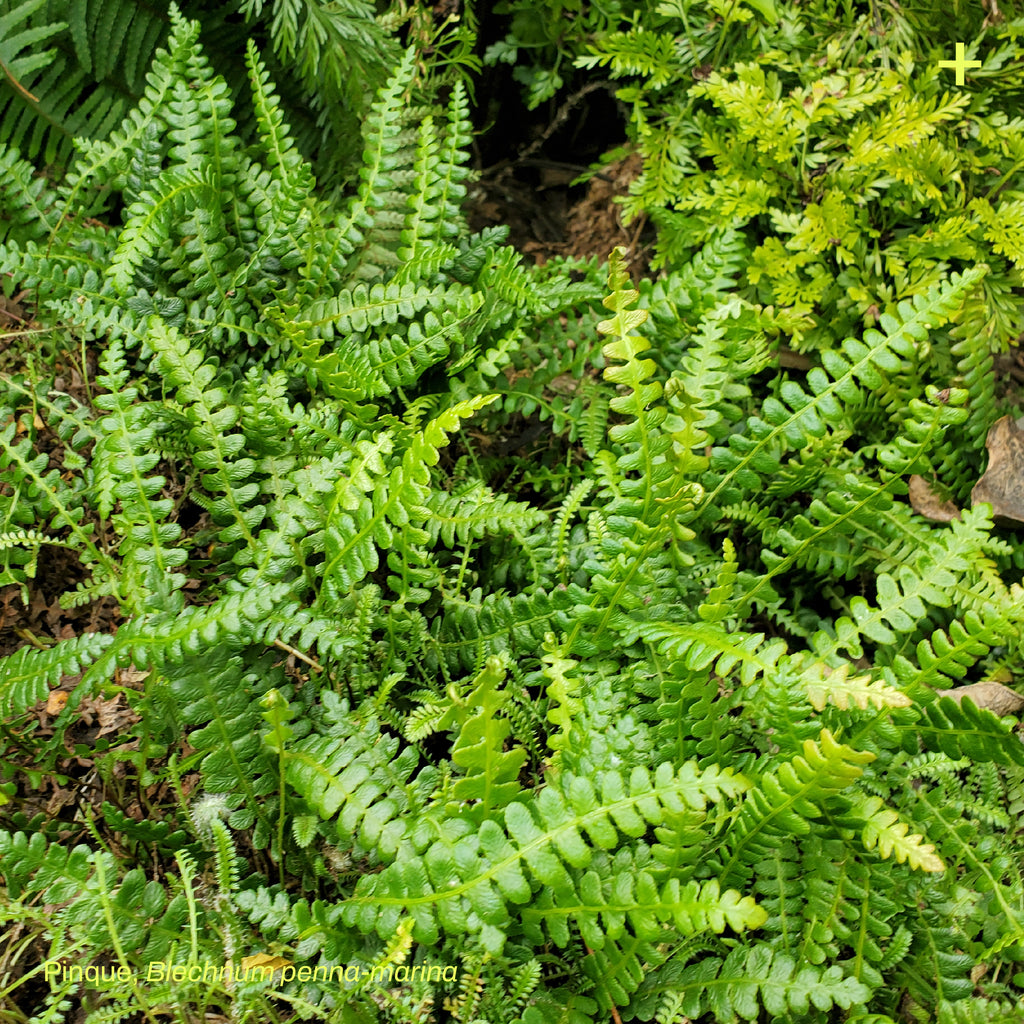 Pack Jardín de Lluvia