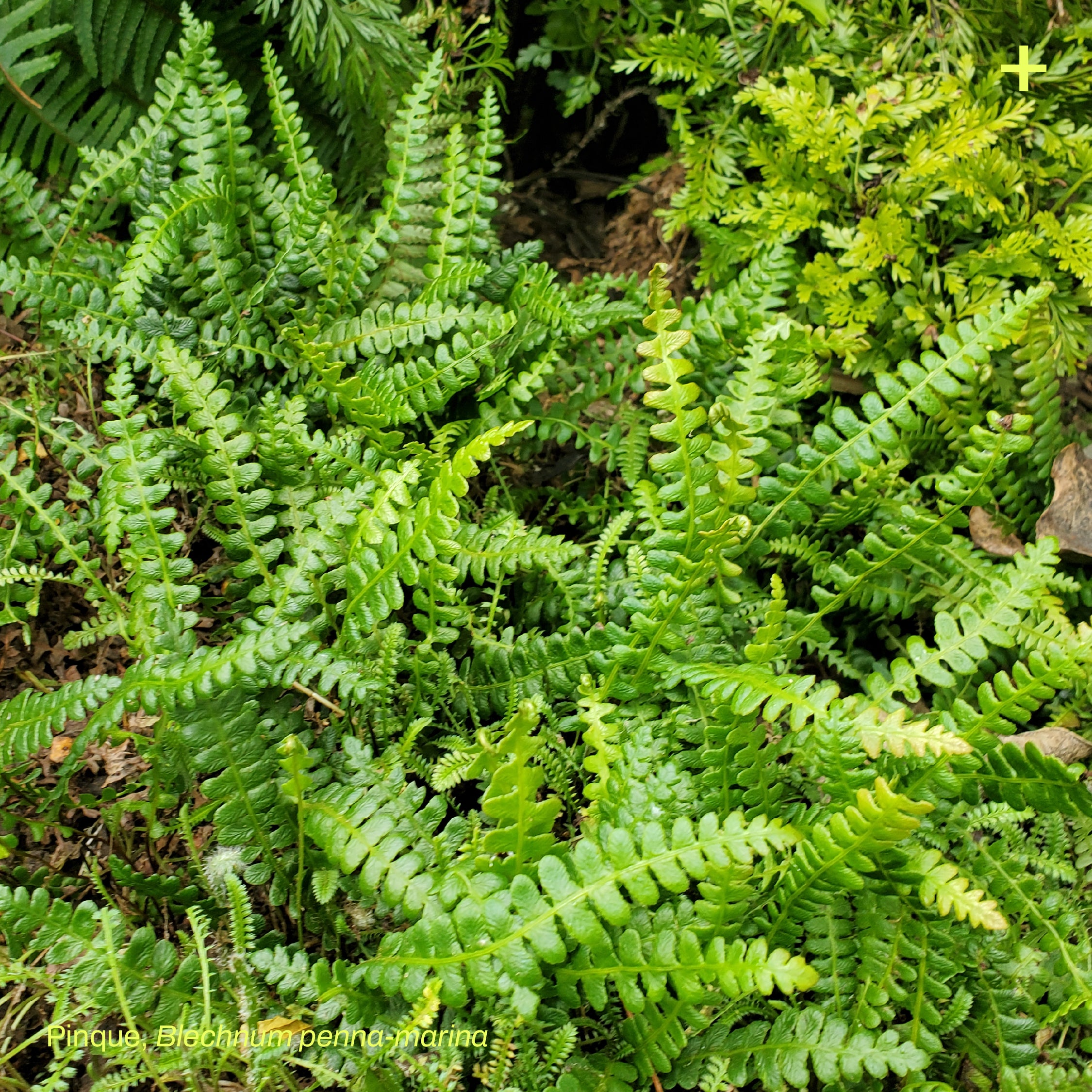 Pack Jardín de Lluvia