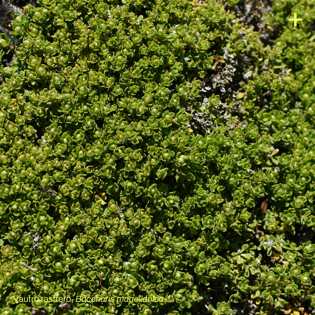 Pack Jardín de Estepa