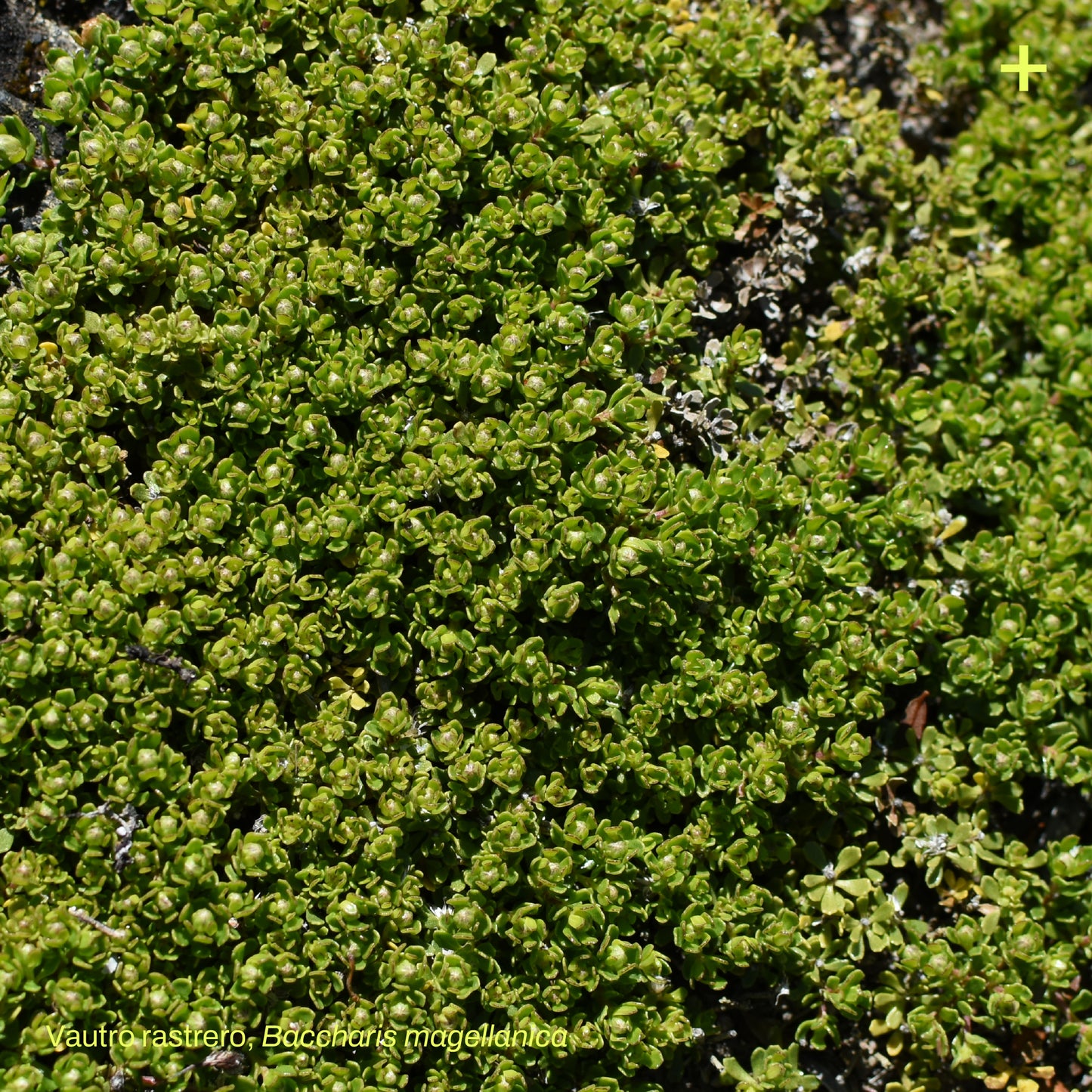 Pack Jardín de Estepa