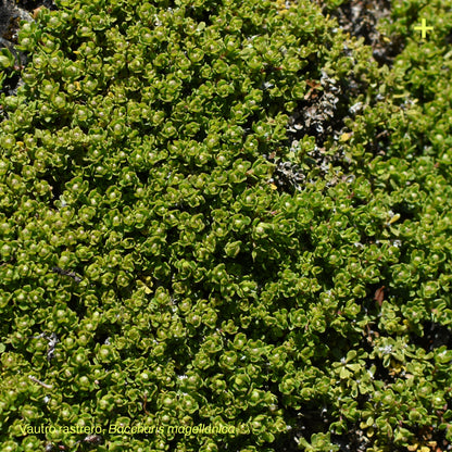 Pack Jardín de Estepa