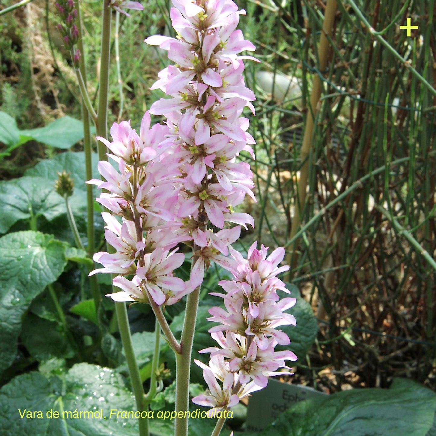 Pack Dehesa Siempreverde