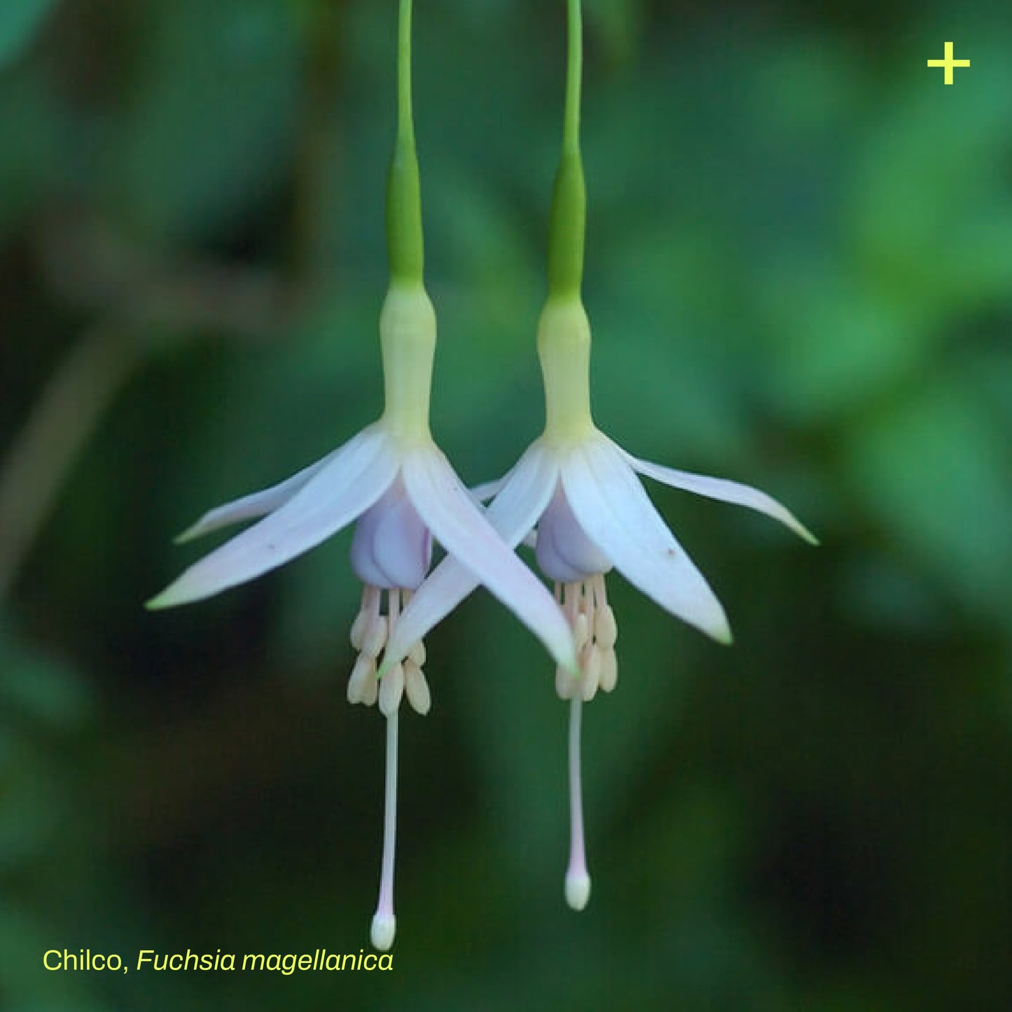 Pack Dehesa Siempreverde