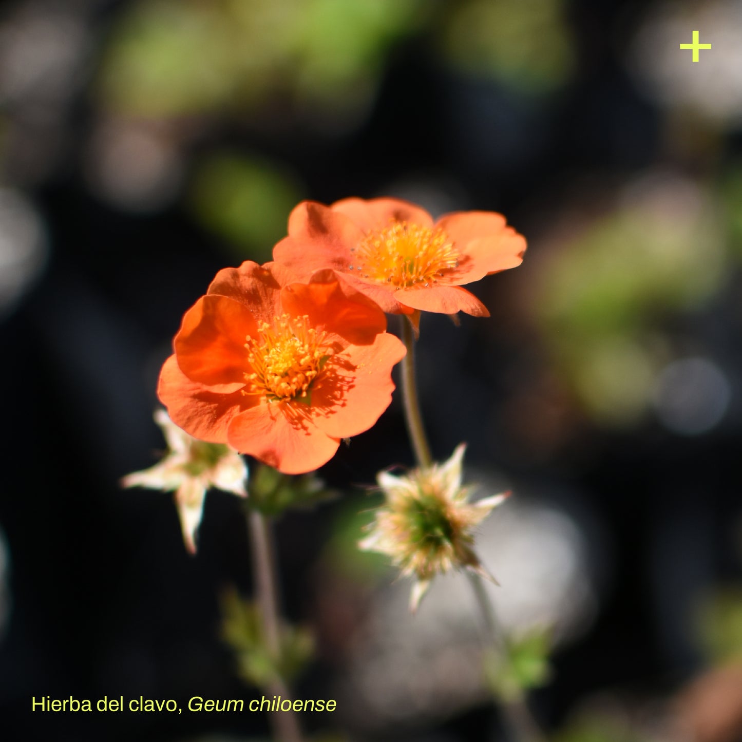 Pack Banda Floral de Estepa