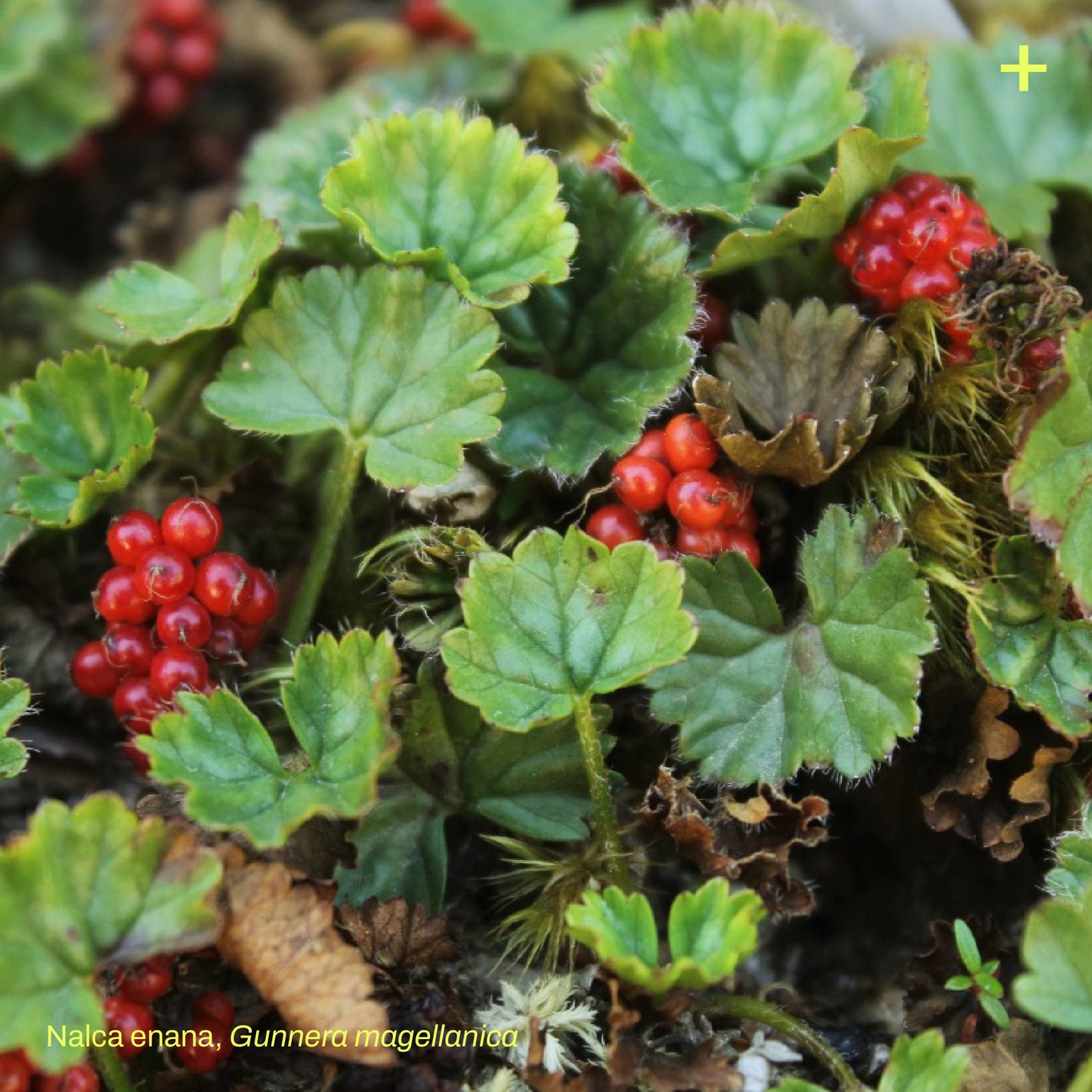 Pack Dehesa Siempreverde