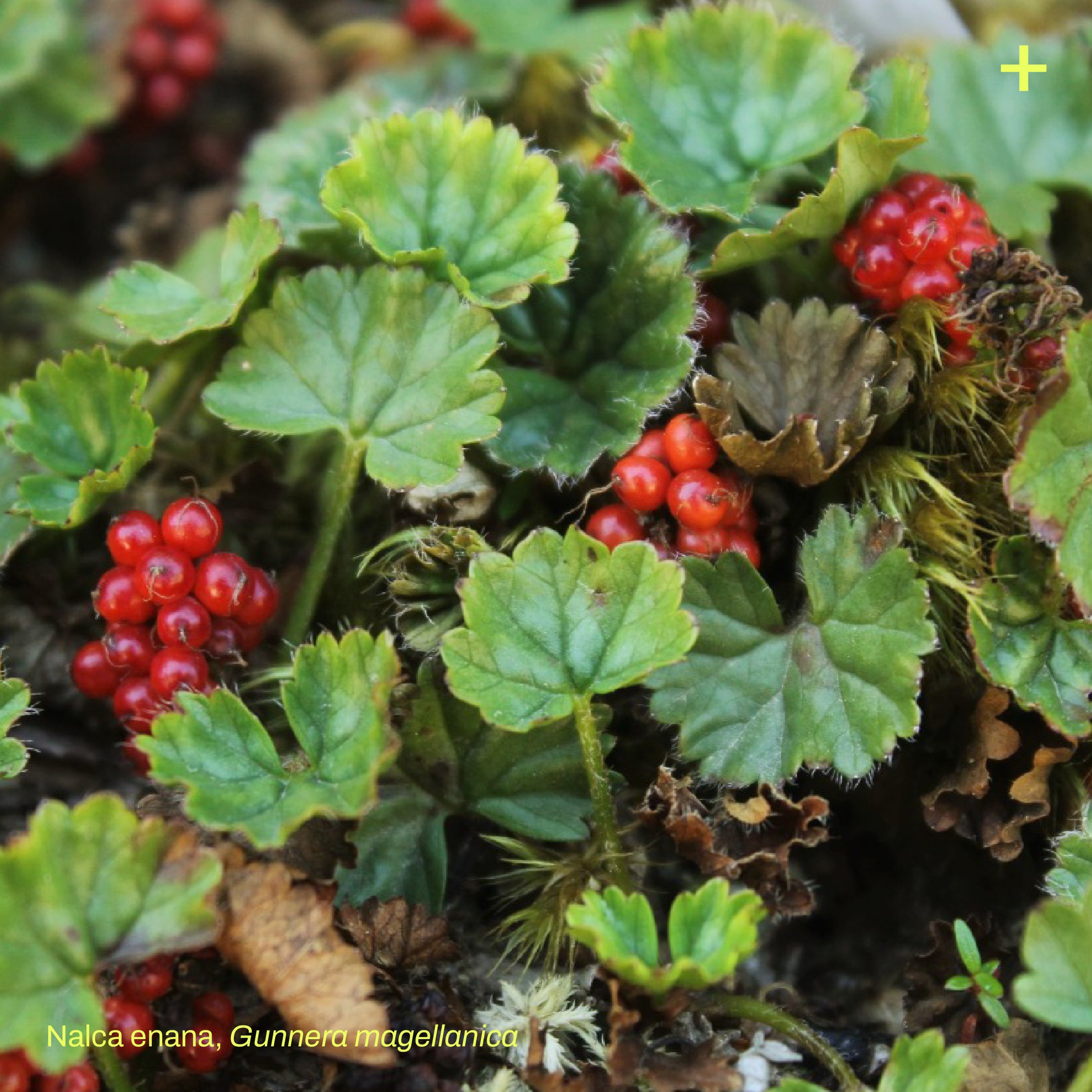 Pack Dehesa Siempreverde