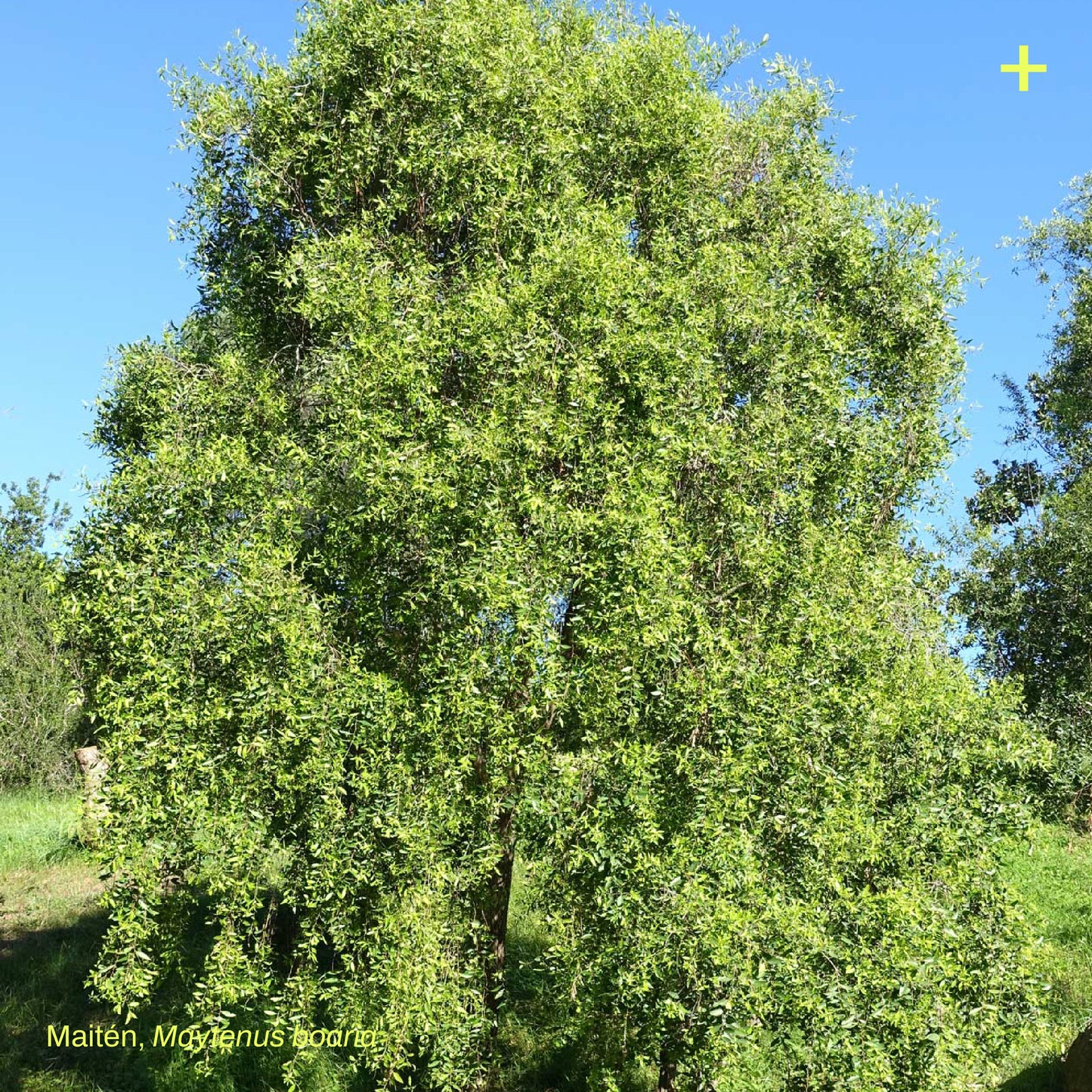 Pack Bosque Miyawaki Siempreverde