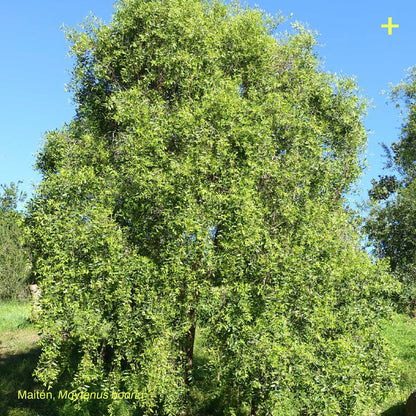 Pack Bosque Miyawaki Siempreverde