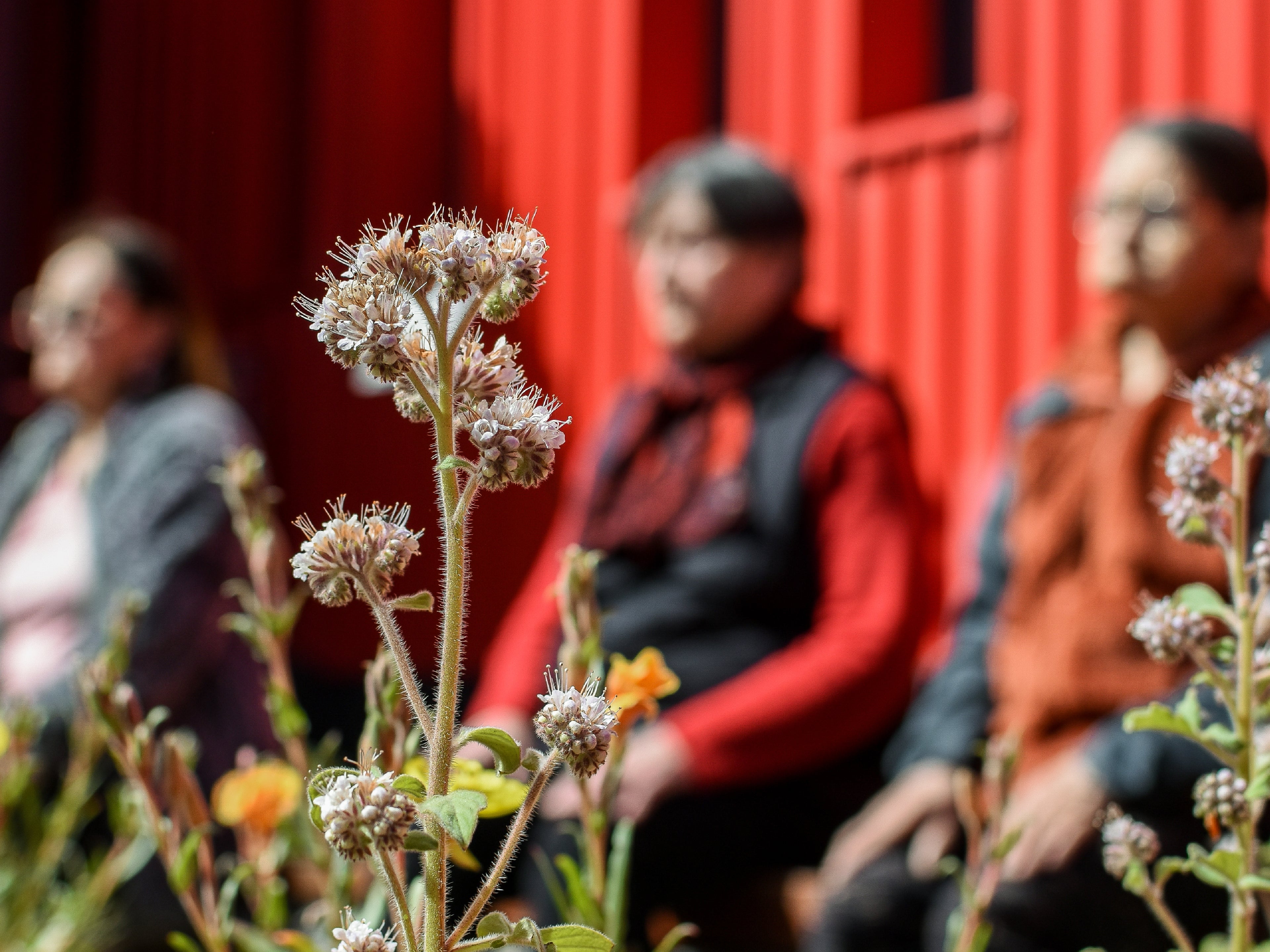 Jardín Etnobotánico de Cochrane
