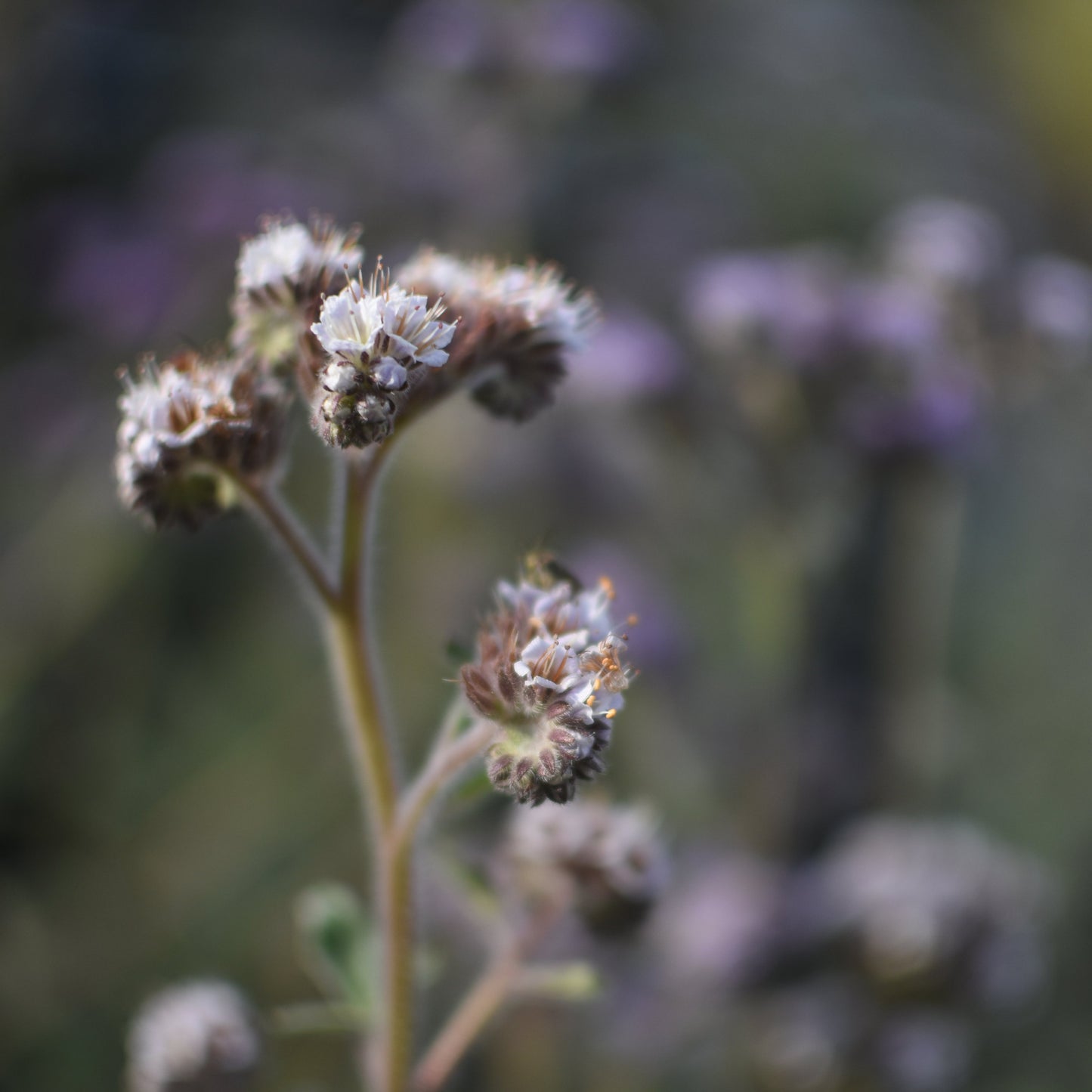 Phacelia secunda — Yodo de campo