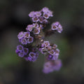 Phacelia secunda — Yodo de campo