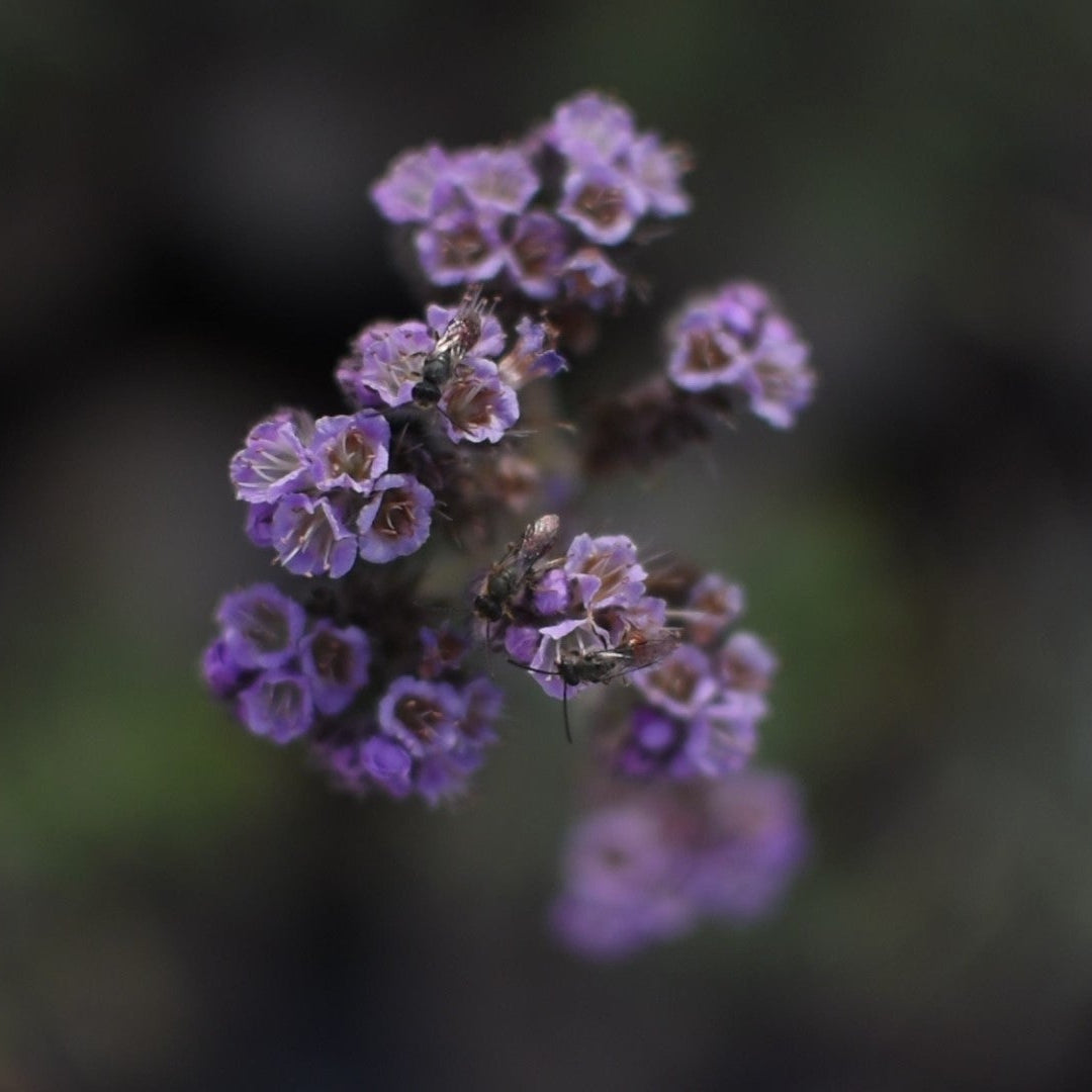 Phacelia secunda — Yodo de campo