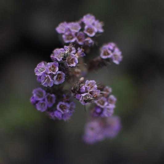 Phacelia secunda — Yodo de campo