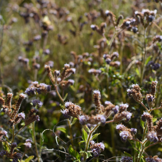 Phacelia secunda — Yodo de campo