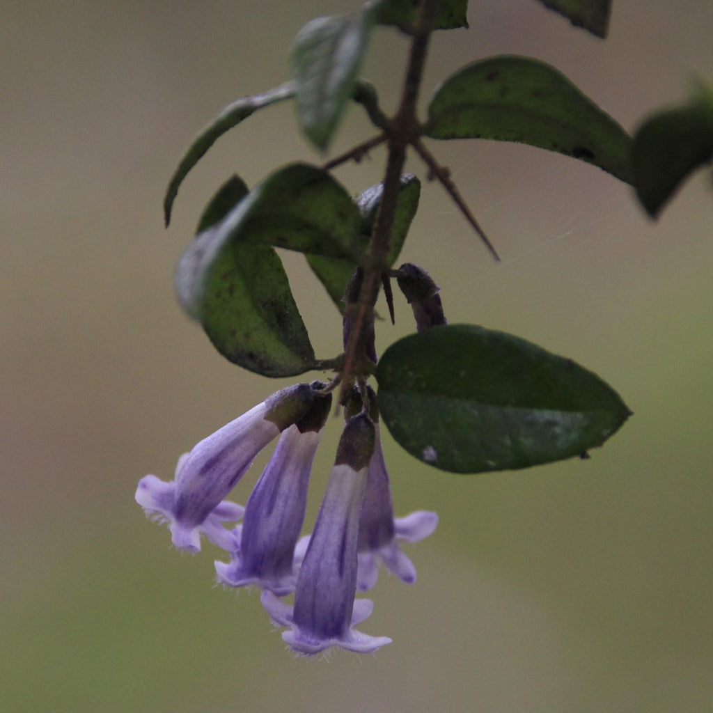 Rhaphithamnus spinosus — Arrayán macho