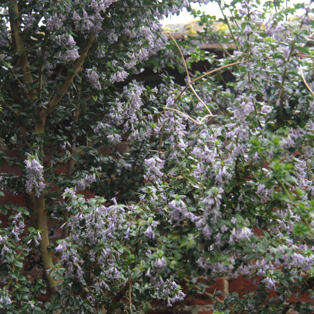 Rhaphithamnus spinosus — Arrayán macho