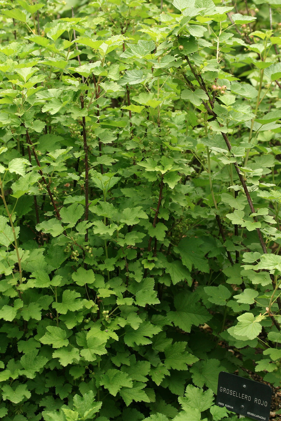 Ribes rubrum — Zarzaparrilla roja