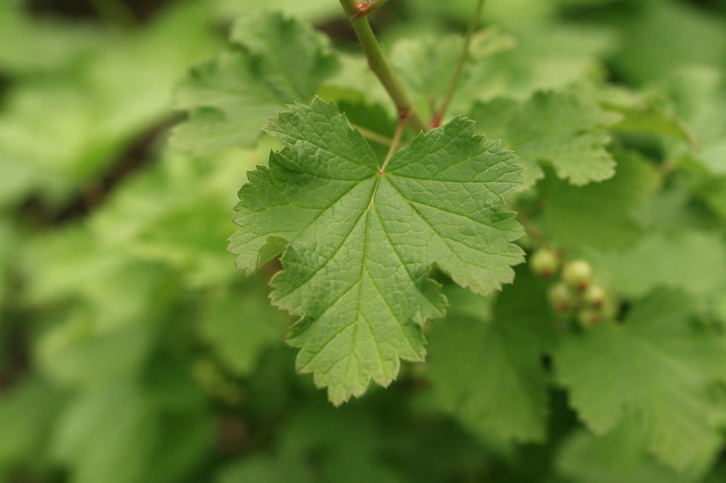 Ribes rubrum — Zarzaparrilla roja