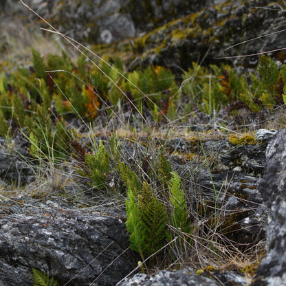 Rumohra adiantiformis — Yerba del lagarto