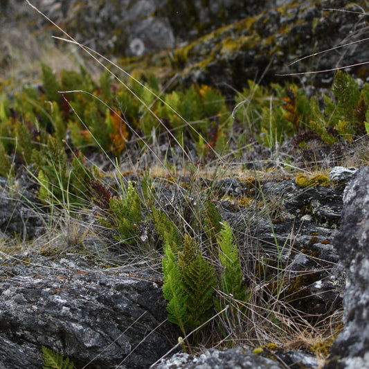 Rumohra adiantiformis — Yerba del lagarto