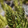 Rumohra adiantiformis — Yerba del lagarto