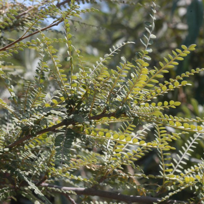 Sophora cassioides — Pelú