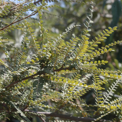 Sophora cassioides — Pelú