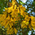 Sophora cassioides — Pelú