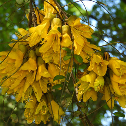 Sophora cassioides — Pelú